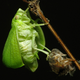 Illustration for article titled 294 Creepy Crawly Bug Wallpapers